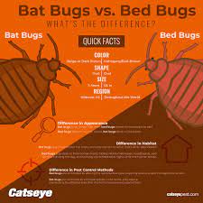 Bat Bugs Vs Bed Bugs What S The Difference Catseye Pest Control