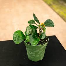 Image result for Ficus laurifolia