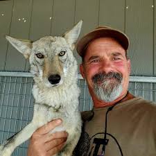 What are some recommended guides for fox and bobcat hunting in Texas?