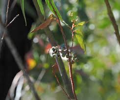 Image result for Brillantaisia cicatricosa