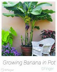 One of the tropical dwarf bananas that we grow, called musa cavendish 'super dwarf' is an amazingly fast grower, especially when taken outside during the warm days of summer. Growing Fruit How To Grow Banana Trees In Pots Erin Garden Manage Gfinger Is The Best Garden Manage App