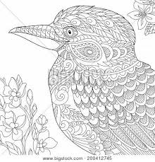 Free printable kookaburra coloring page (pdf format) to download and print. Coloring Page Vector Photo Free Trial Bigstock