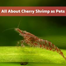 They eat normal shrimp food that cherry shrimp would eat like hikari shrimp cuisine hikari crab cuisine, wafers, pellets. Keeping Freshwater Cherry Red Shrimp As Pets Pethelpful
