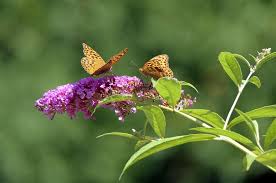 Vlinderstruik snoeien najaar of voorjaar vlinderplanten snoeien. Vlinderstruik Beschermen Tegen Vorst Hoe Doe Je Dit En Is Dit Nodig Tuintipsonline Nl