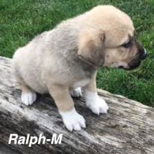 Lab puppies for sale in ohio under 500. Puppies Under 500 Lancaster Puppies