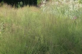 Image result for Sporobolus