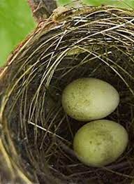 Pied Fantails Spring Nest Eggs Nest Bird Nest Eggs