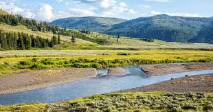 Come to yellowstone to see grizzly and black bears, thousands of wild bison, packs of wolves, giant waterfalls and the largest concentration of active geysers on earth. Yellowstone Itinerary Best Way To Spend 1 To 5 Days In Yellowstone Earth Trekkers