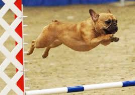 The american kennel club standard for the modern bulldog specifies a kind disposition, courageous but not aggressive. Welcome To The French Bull Dog Club Of America