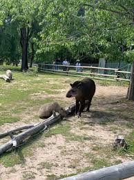 Parken zoo i eskilstuna har en hundraårig tradition och var en av sveriges första folkparker. Parken Zoo Eskilstuna 2021 All You Need To Know Before You Go With Photos Tripadvisor