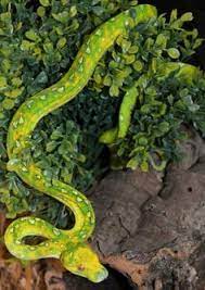 36 Pretty Green Snakes Ideas Reptiles And Amphibians Beautiful Snakes Reptiles