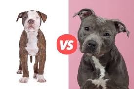 Maybe you would like to learn more about one of these? American Bulldog Vs Pitbull All You Need To Know Animalfate