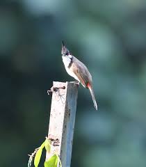 If you own any content in this video and would like to remove it and/or take credit. Red Whiskered Bulbul Bird Encounters Of A Balcony Kind