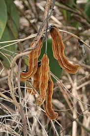 Image result for Mucuna