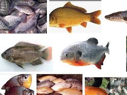 Masing masing golongan ini memiliki keunggulannya tersendiri. 12 Ikan Air Tawar Konsumsi Dan Gambarnya Yang Potensial Di Budidayakan