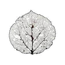 Aspen Leaf Skeleton 1 Print By Agustin Goba Aspen Trees Tattoo Leaf Skeleton Metal Art Prints