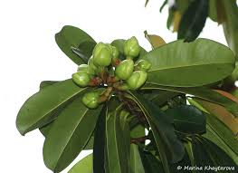 Image result for Pentadesma