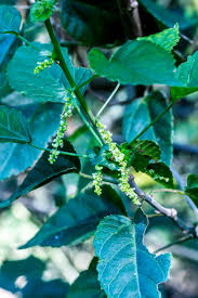 Image result for Nectaropetalum