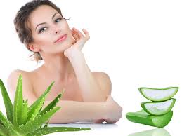 Hasil gambar untuk Aloe Vera