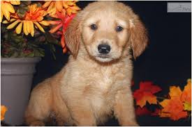 To learn more about each adoptable dog, click on the i icon for some fast facts or click on their name or photo for full details. Golden Retriever Puppies For Sale Arkansas