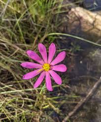 Image result for Swertia eminii