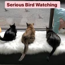 Cats have significantly more exposure and opportunities to be adopted. Hawai I Cat Cafe Home Facebook