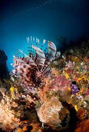 Gambar pemandangan alam hutan pinus yang asri. Pemandangan Alam Bawah Laut Raja Ampat