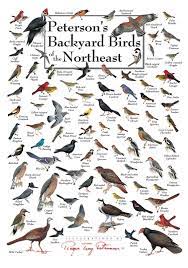 What birds are in my backyard in west virginia? Duncraft Com Peterson Backyard Birds Posters