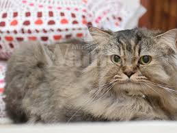 ⏩ coba simak artikel cara mengobatinya berikut ini. Rumah Berbau Hancing Ini 7 Petua Elak Kucing Kencing Merata No 5 Yang Paling Berkesan Mingguan Wanita