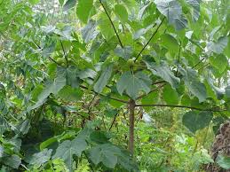 Image result for Vernicia