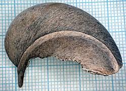 The sandbox tree, hura crepitans, has a trunk covered in thorns and its fruit explodes when ripe. Hura Crepitans Wikipedia