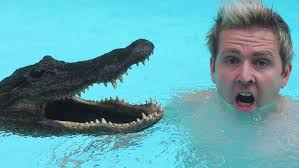 Gator In Swimming Pool Surprise!