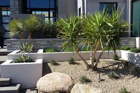 Sukkulenten Pflege Palmen Vorgarten Anlegen Flowers Palmen Garten Wusten Garten Vorgarten