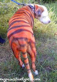 i painted my dog to look like a tiger with petpaint dogs paint your pet pet safe