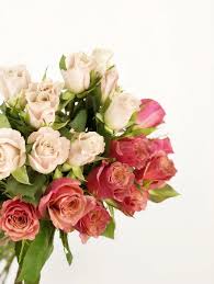 A single bloom of red rose love at first sight or i still love you a single rose in any colour indicates simplicity and gratitude 2 roses mutual feelings The Meaning Of Roses Their Numbers Floristiquesg