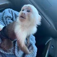 Beautiful Capuchin Monkey Available For Adoption Monkeys In Virginia Beach Va