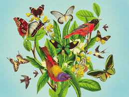 Download Butterflies And Birds On Plant And Flower Stem By Mark Weaver