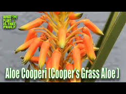 Image result for Aloe cooperi