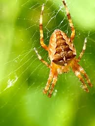 Image result for Arachniodes webbiana