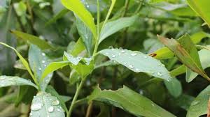 Image result for Warburgia ugandensis