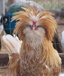 Click here to receive an email when available. Buff Laced Polish Rooster Reminds Me Of Beethoven Please Don T Tell Him Beethoven That Is Polish Rooster Beautiful Chickens Chickens Backyard