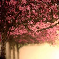 كلام جميل عن الجنة عبارات عن الجنة اقوال عن الجنة وصف الجنة و اهلها مجلة رجيم Nature Photography Nature Cherry Blossom Print