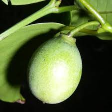 Image result for Berchemia discolor