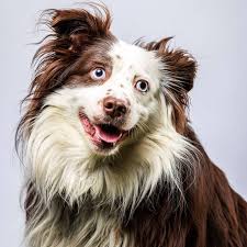 Frisky is a 2-year-old Australian Shepherd with a soft heart and a gentle  soul. When you first meet him, he might seem a little unsure—he's shy and  cautious, especially in new surroundings,