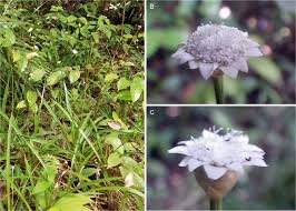 Image result for Mesanthemum africanum