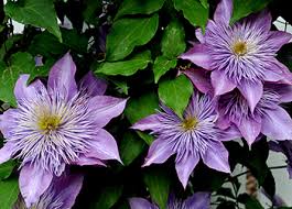 The late bloomers unlike other types of clematis, group 3 blooms on new wood (which means the current season's growth; Clematis Pruning Made Simple