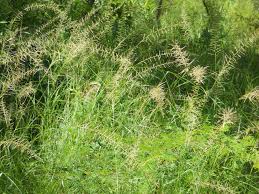 Image result for Sporobolus pyramidalis