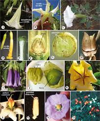Image result for Convolvulaceae