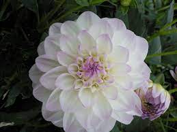 Dahlia From A Garden Near Me Flower Garden Dahlia Flowers