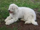 Groomed Komondor